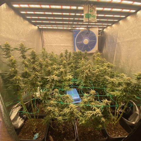 Wedding Gelato growlog timeline photo