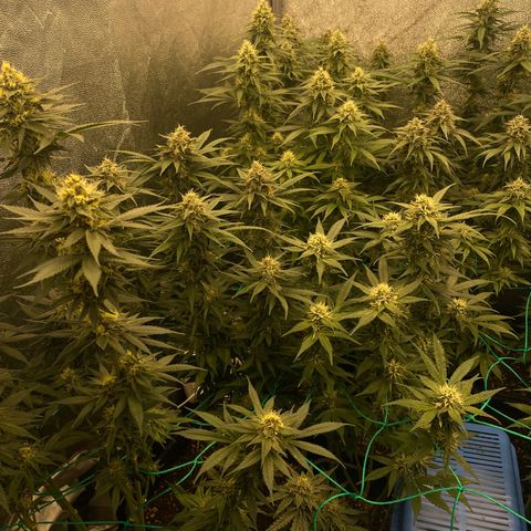 Wedding Gelato growlog timeline photo