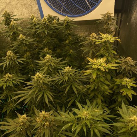 Wedding Gelato growlog timeline photo