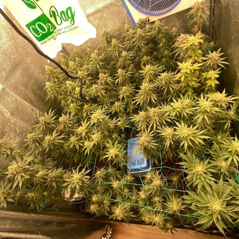 Wedding Gelato growlog timeline photo