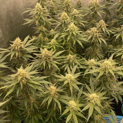 Wedding Gelato growlog timeline photo