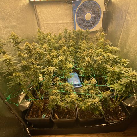 Wedding Gelato growlog timeline photo