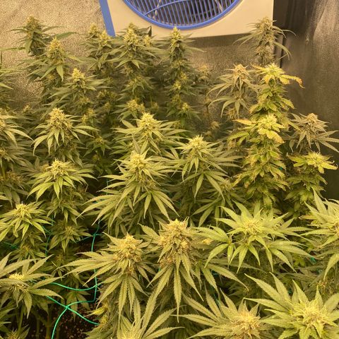 Wedding Gelato growlog timeline photo