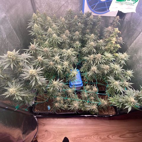 Wedding Gelato growlog timeline photo