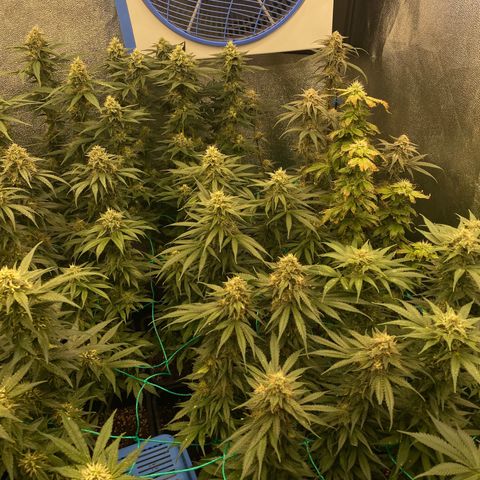 Wedding Gelato growlog timeline photo