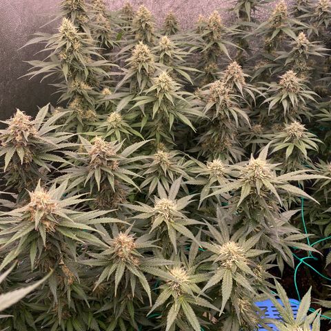 Wedding Gelato growlog timeline photo