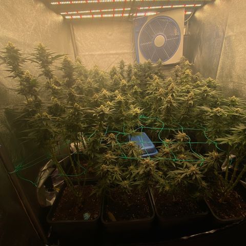 Wedding Gelato growlog timeline photo