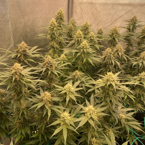 Wedding Gelato growlog timeline photo