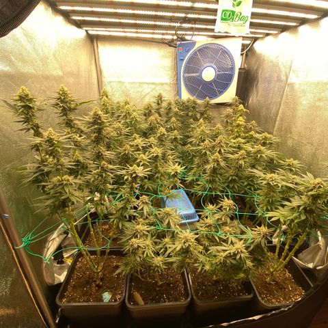 Wedding Gelato growlog timeline photo