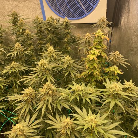 Wedding Gelato growlog timeline photo