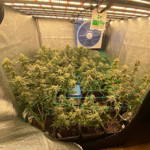 Wedding Gelato growlog timeline photo