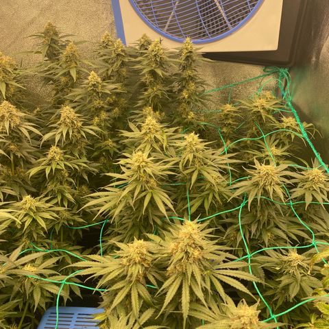 Wedding Gelato growlog timeline photo