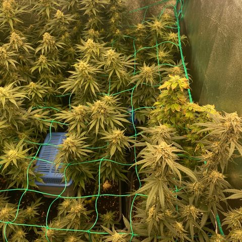 Wedding Gelato growlog timeline photo