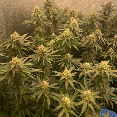 Wedding Gelato growlog timeline photo