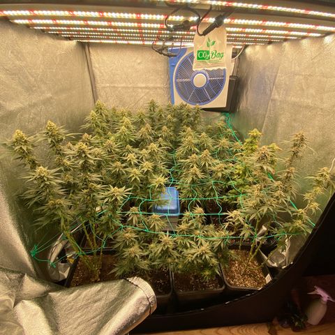 Wedding Gelato growlog timeline photo