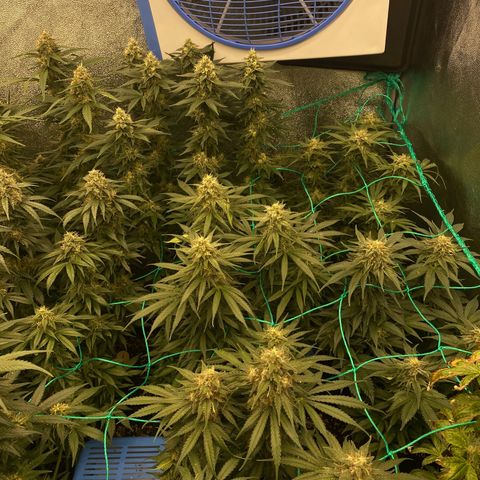 Wedding Gelato growlog timeline photo