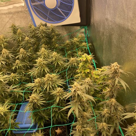 Wedding Gelato growlog timeline photo