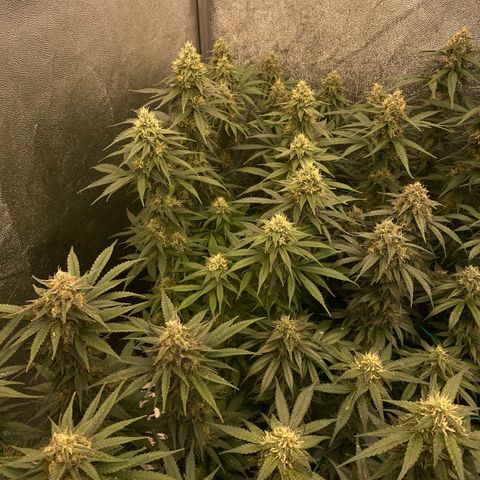 Wedding Gelato growlog timeline photo