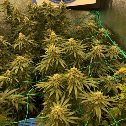 Wedding Gelato growlog timeline photo
