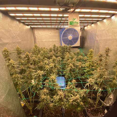 Wedding Gelato growlog timeline photo