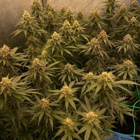 Wedding Gelato growlog timeline photo