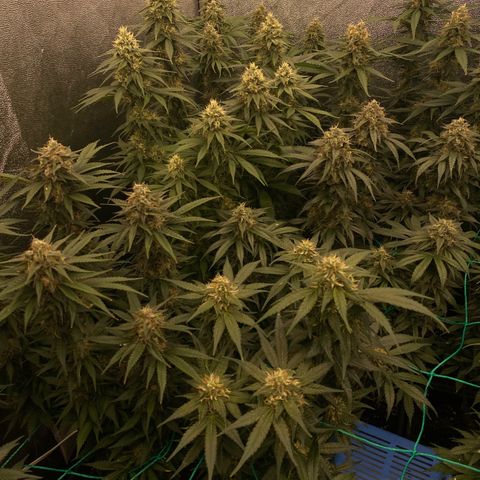 Wedding Gelato growlog timeline photo