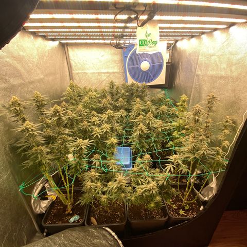 Wedding Gelato growlog timeline photo