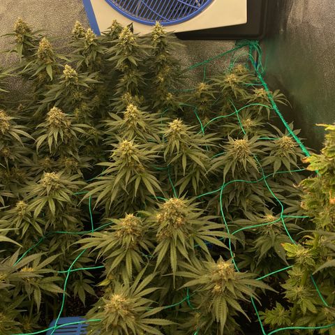 Wedding Gelato growlog timeline photo