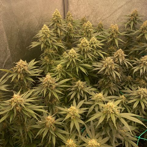 Wedding Gelato growlog timeline photo