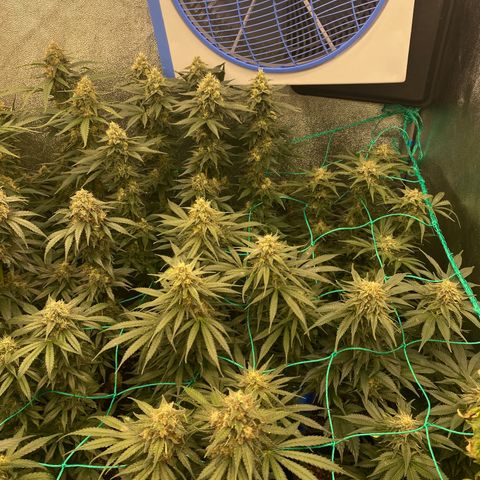 Wedding Gelato growlog timeline photo