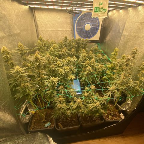 Wedding Gelato growlog timeline photo