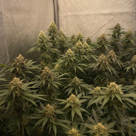 Wedding Gelato growlog timeline photo