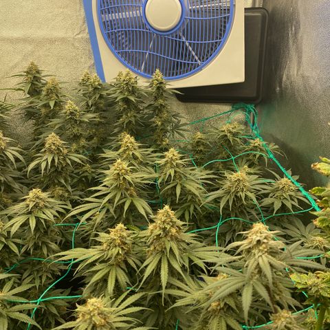 Wedding Gelato growlog timeline photo