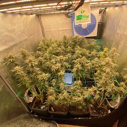 Wedding Gelato growlog timeline photo