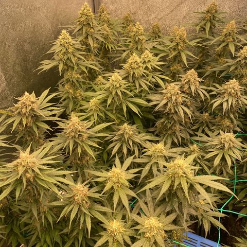 Wedding Gelato growlog timeline photo
