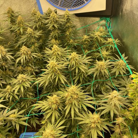 Wedding Gelato growlog timeline photo