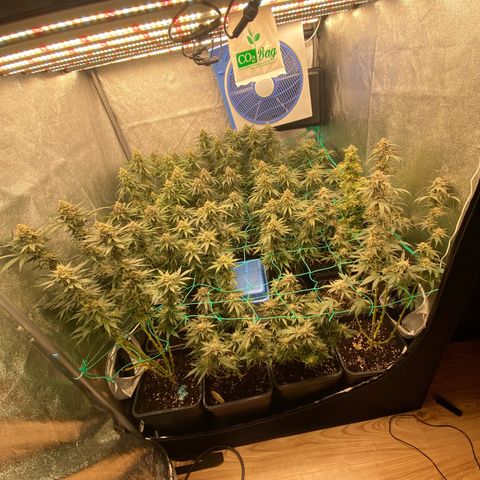 Wedding Gelato growlog timeline photo