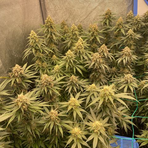 Wedding Gelato growlog timeline photo