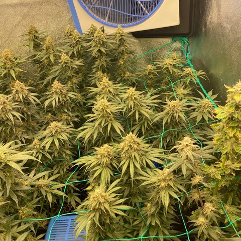 Wedding Gelato growlog timeline photo