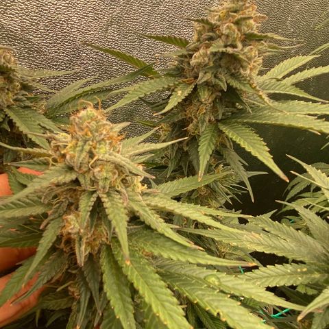 Wedding Gelato growlog timeline photo