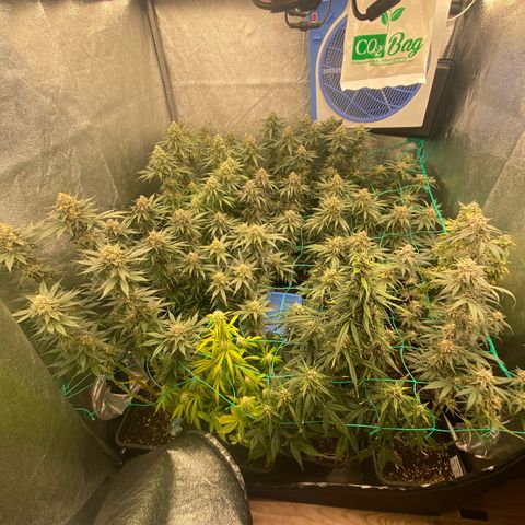 Wedding Gelato growlog timeline photo