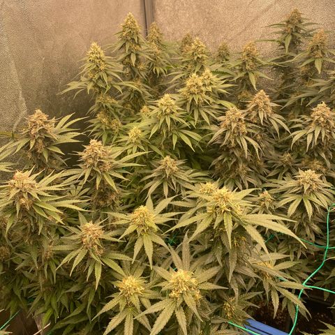 Wedding Gelato growlog timeline photo