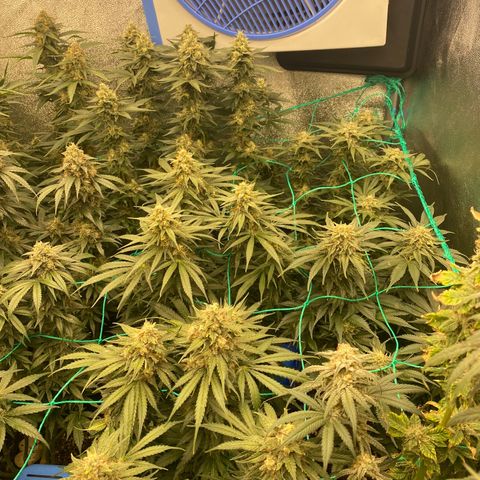 Wedding Gelato growlog timeline photo