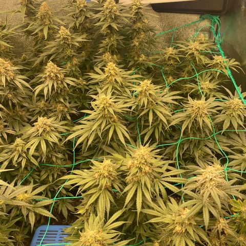 Wedding Gelato growlog timeline photo
