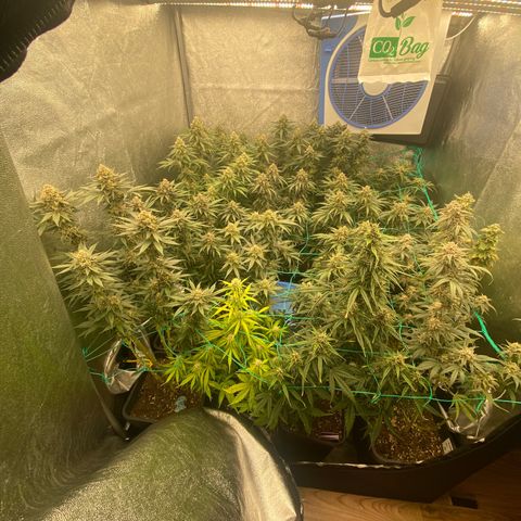 Wedding Gelato growlog timeline photo