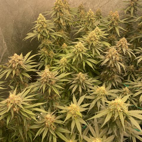 Wedding Gelato growlog timeline photo