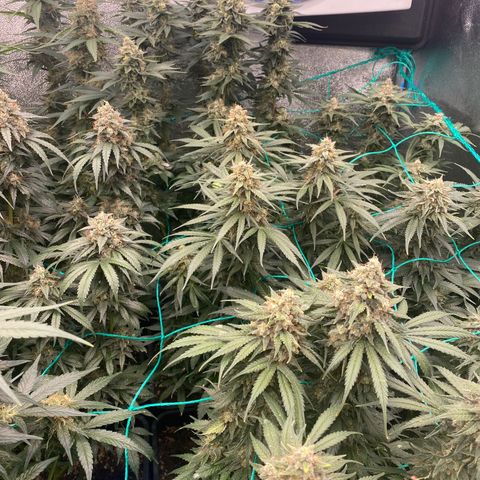 Wedding Gelato growlog timeline photo