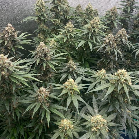 Wedding Gelato growlog timeline photo