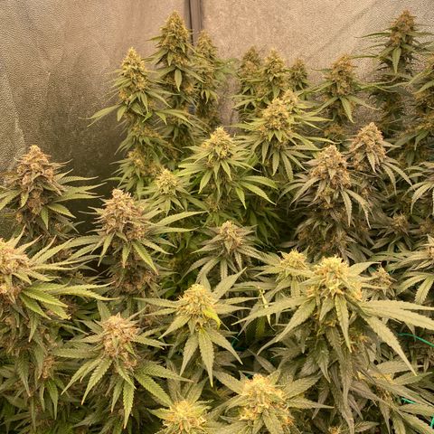 Wedding Gelato growlog timeline photo