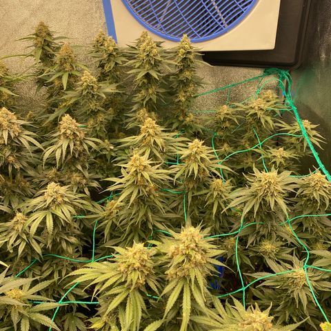 Wedding Gelato growlog timeline photo